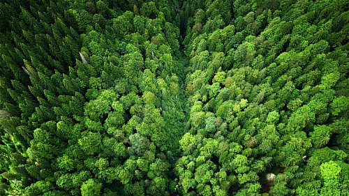 Doi ani de implementare cu succes a planului de acțiune pentru o industrie sustenabilă a lemnului în România