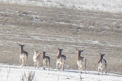 O căprioară albă, extrem de rară, fotografiată în apropiere de Suceava