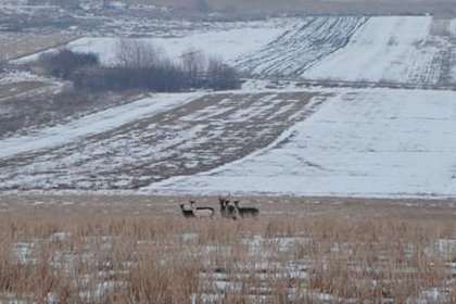 O căprioară albă, extrem de rară, fotografiată în apropiere de Suceava