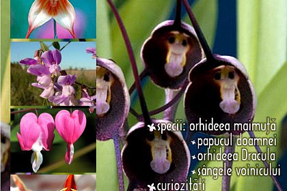 Orhideele, la Muzeul de Științe ale Naturii din Suceava