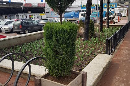 Arbori și arbuști ornamentali, în ghivece, utilizați pentru înfrumusețarea Sucevei