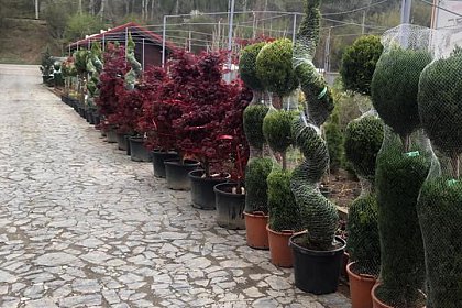 Arbori și arbuști ornamentali, în ghivece, utilizați pentru înfrumusețarea Sucevei