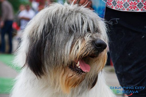 Bucovina Dog Show 2019, pe 4 mai, în parcarea Shopping City Suceava