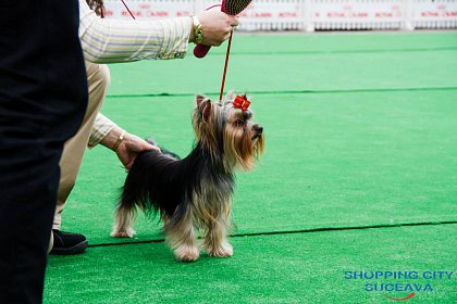 Bucovina Dog Show 2019, pe 4 mai, în parcarea Shopping City Suceava