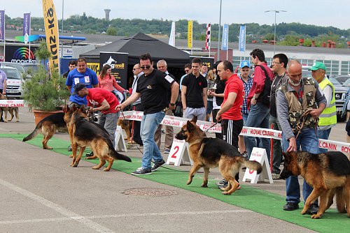 Bucovina Dog Show 2019, pe 4 mai, în parcarea Shopping City Suceava