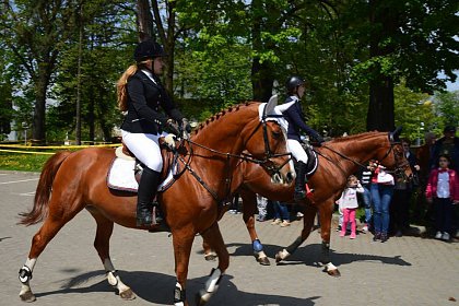 Paradă cu cai de rasă în Centrul Istoric al Municipiului Rădăuți