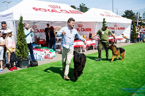 Bucovina Dog Show, cel mai mare eveniment chinologic din nord-estul României, sâmbătă, la Shopping City Suceava