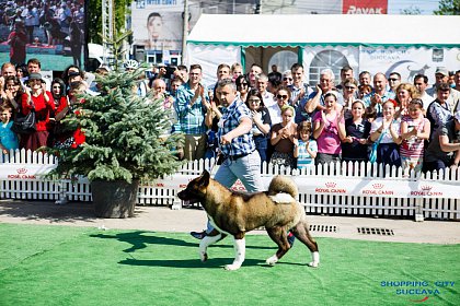 Bucovina Dog Show, cel mai mare eveniment chinologic din nord-estul României, sâmbătă, la Shopping City Suceava