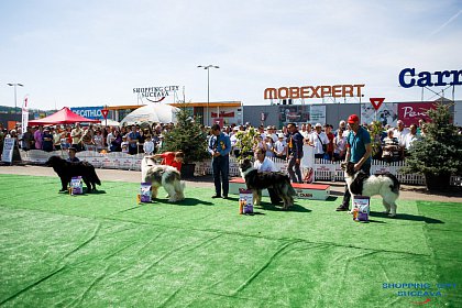 Bucovina Dog Show, cel mai mare eveniment chinologic din nord-estul României, sâmbătă, la Shopping City Suceava