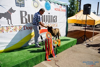 Bucovina Dog Show, cel mai mare eveniment chinologic din nord-estul României, sâmbătă, la Shopping City Suceava