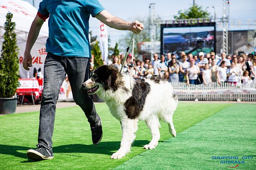 Bucovina Dog Show, cel mai mare eveniment chinologic din nord-estul României, sâmbătă, la Shopping City Suceava