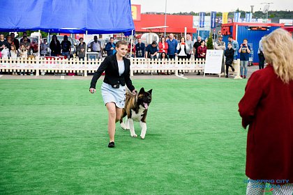 Bucovina Dog Show 2019 - o nouă ediție de succes, cu  sute de câini de rasă, din ţară şi de peste hotare