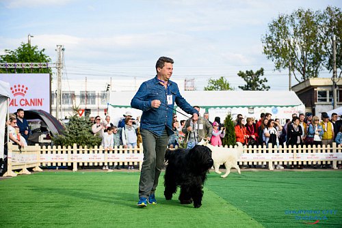 Bucovina Dog Show 2019 - o nouă ediție de succes, cu  sute de câini de rasă, din ţară şi de peste hotare