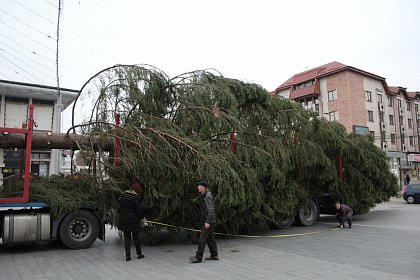 Pom de Crăciun de 18 metri, adus în centrul Sucevei