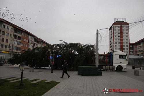 Pom de Crăciun de 18 metri, adus în centrul Sucevei