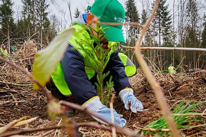 Peste 600.000 puieți de arbori plantați prin programul de reîmpădurire Pădurea de Mâine