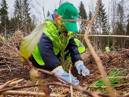 Peste 600.000 puieți de arbori plantați prin programul de reîmpădurire Pădurea de Mâine