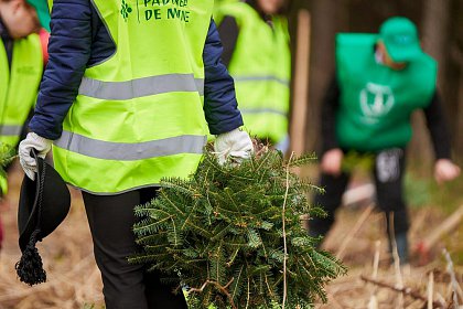 Peste 600.000 puieți de arbori plantați prin programul de reîmpădurire Pădurea de Mâine