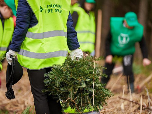 Peste 600.000 puieți de arbori plantați prin programul de reîmpădurire Pădurea de Mâine