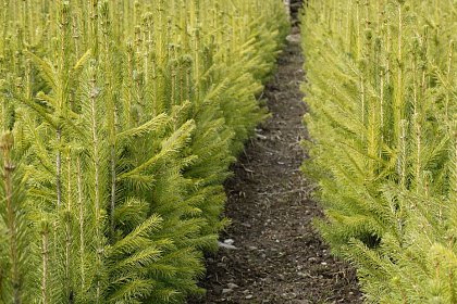 7 milioane de puieți de arbori plantați în campania de împăduriri de primăvară în județul Suceava