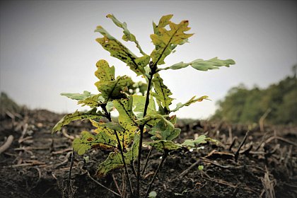 7 milioane de puieți de arbori plantați în campania de împăduriri de primăvară în județul Suceava