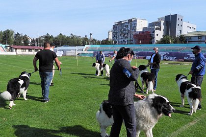 Singurul câine care promovează Bucovina - Ciobănescul Românesc de Bucovina, expus pe stadionul Areni