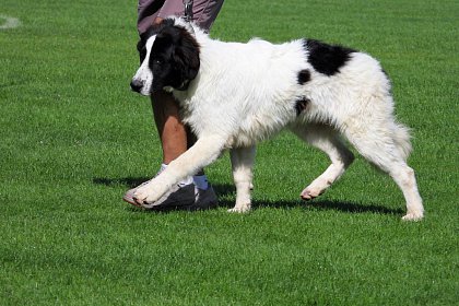 Singurul câine care promovează Bucovina - Ciobănescul Românesc de Bucovina, expus pe stadionul Areni