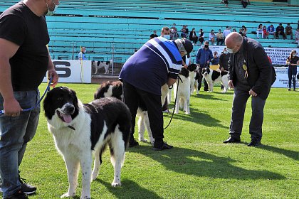 Singurul câine care promovează Bucovina - Ciobănescul Românesc de Bucovina, expus pe stadionul Areni