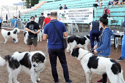 Singurul câine care promovează Bucovina - Ciobănescul Românesc de Bucovina, expus pe stadionul Areni