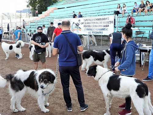 Singurul câine care promovează Bucovina - Ciobănescul Românesc de Bucovina, expus pe stadionul Areni