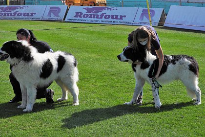 Singurul câine care promovează Bucovina - Ciobănescul Românesc de Bucovina, expus pe stadionul Areni