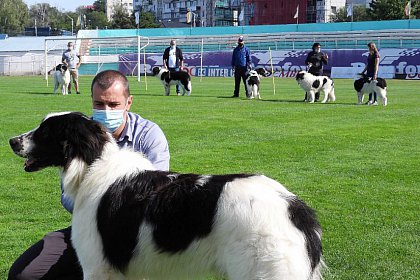 Singurul câine care promovează Bucovina - Ciobănescul Românesc de Bucovina, expus pe stadionul Areni