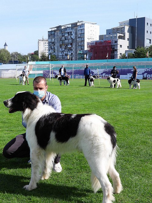 Singurul câine care promovează Bucovina - Ciobănescul Românesc de Bucovina, expus pe stadionul Areni