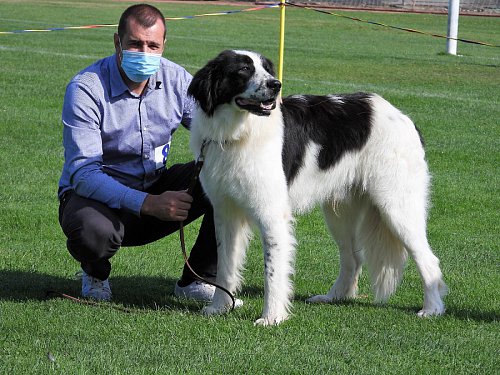 Singurul câine care promovează Bucovina - Ciobănescul Românesc de Bucovina, expus pe stadionul Areni