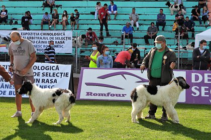 Singurul câine care promovează Bucovina - Ciobănescul Românesc de Bucovina, expus pe stadionul Areni