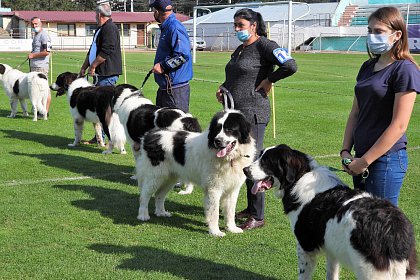 Singurul câine care promovează Bucovina - Ciobănescul Românesc de Bucovina, expus pe stadionul Areni