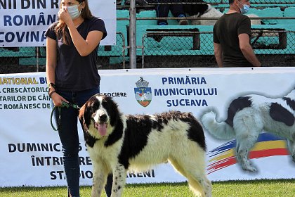 Singurul câine care promovează Bucovina - Ciobănescul Românesc de Bucovina, expus pe stadionul Areni