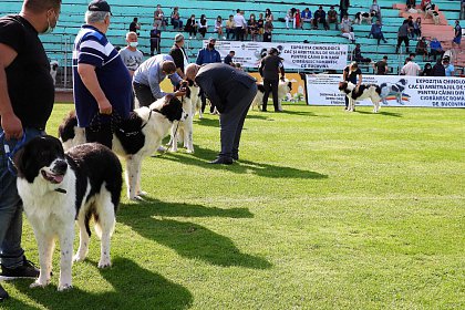 Singurul câine care promovează Bucovina - Ciobănescul Românesc de Bucovina, expus pe stadionul Areni