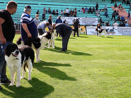 Singurul câine care promovează Bucovina - Ciobănescul Românesc de Bucovina, expus pe stadionul Areni