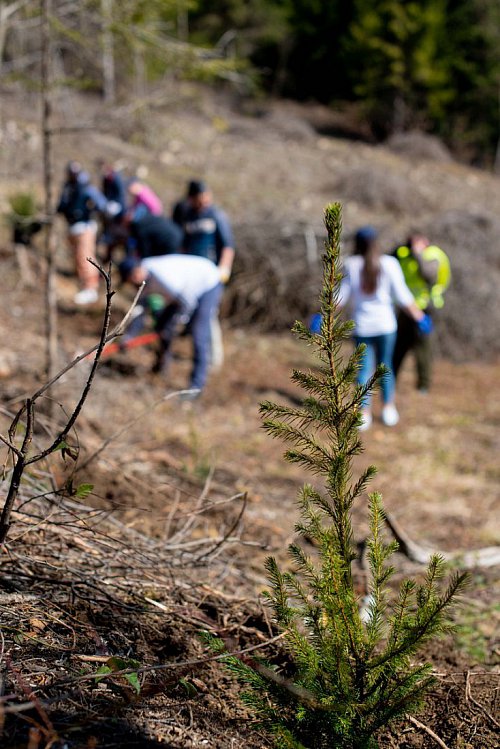 3.500 de copaci pentru un viitor cu aer mai curat în județele Suceava și Iași, plantați de angajații Iulius