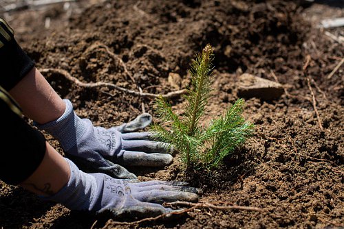 3.500 de copaci pentru un viitor cu aer mai curat în județele Suceava și Iași, plantați de angajații Iulius