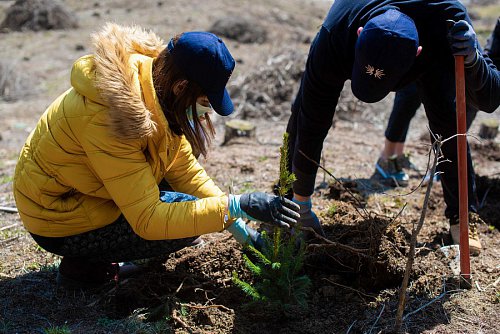 3.500 de copaci pentru un viitor cu aer mai curat în județele Suceava și Iași, plantați de angajații Iulius