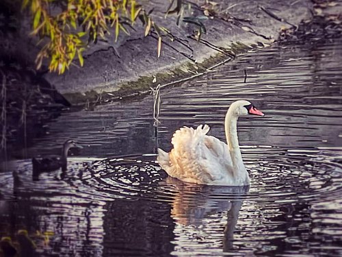 O lebădă și mai multe rațe însuflețesc lacul din zona de agrement Tătărași