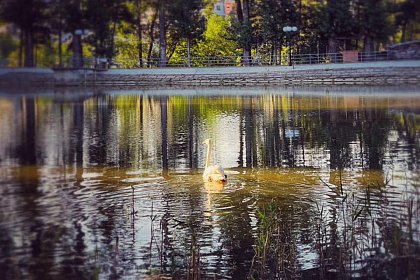 O lebădă și mai multe rațe însuflețesc lacul din zona de agrement Tătărași