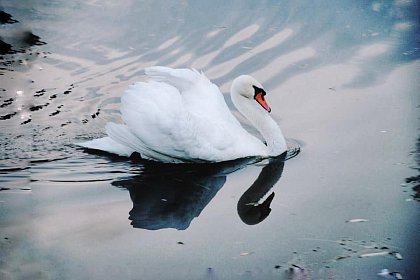 O lebădă și mai multe rațe însuflețesc lacul din zona de agrement Tătărași