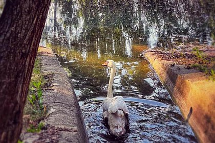 O lebădă și mai multe rațe însuflețesc lacul din zona de agrement Tătărași