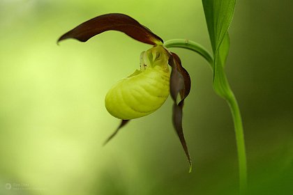 România sălbatică