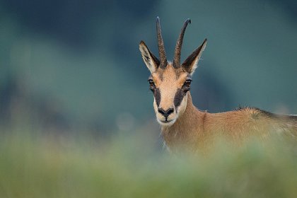 România sălbatică