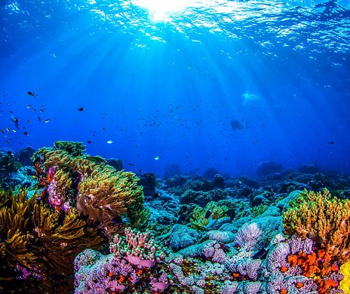 Explorează lumea subacvatică cu ajutorul realității virtuale, gratuit, timp de 10 zile