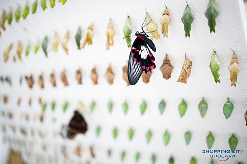 Expoziție cu peste 150 de fluturi vii din America de Sud și din Asia